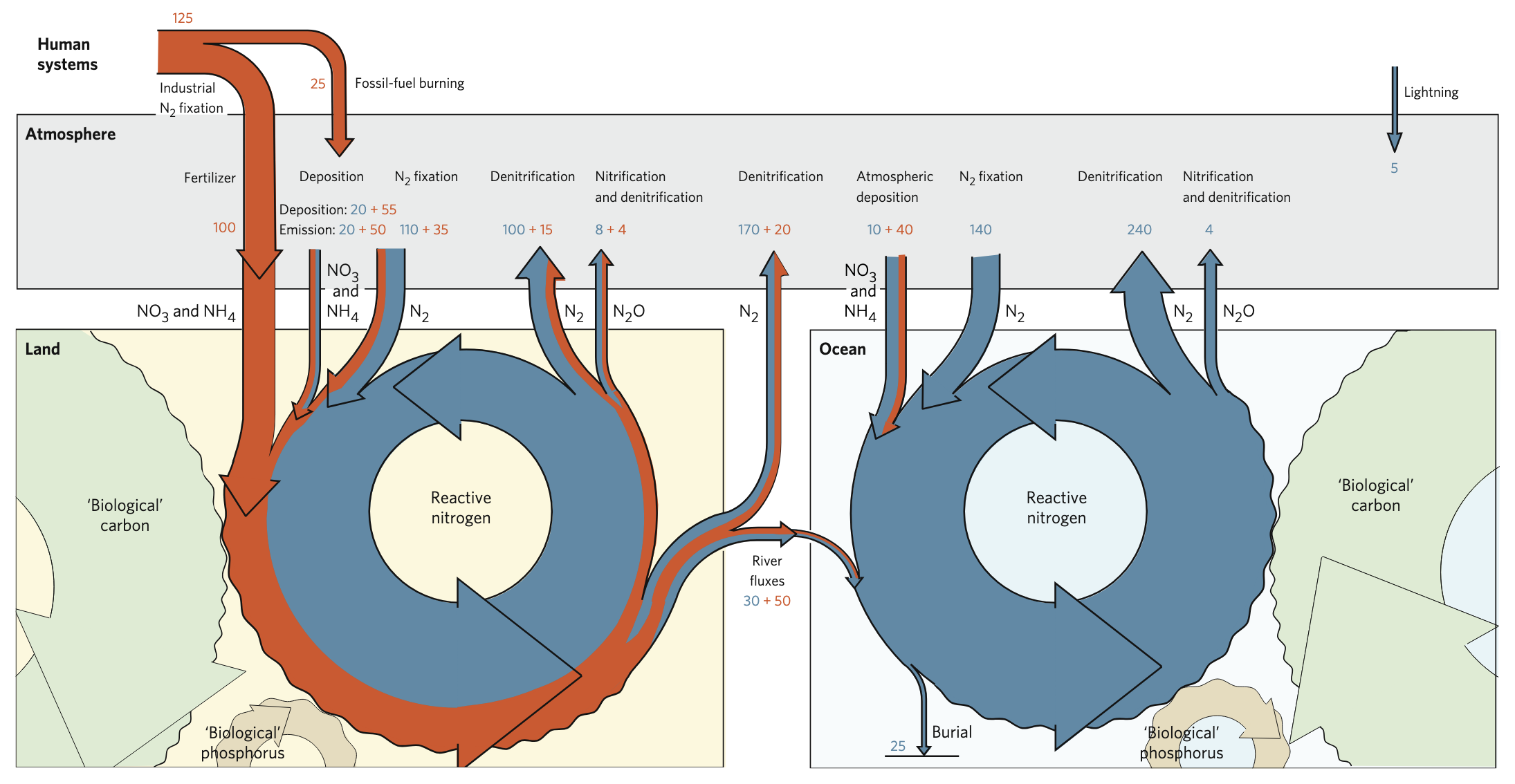 The global nitrogen cycle on land and in the ocean.